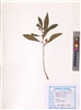 Family: Balsaminaceae