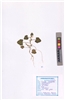 Citrullus colocynthis
(L.) Schrad.
(VUHCUCU00011.1)