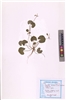 Genus: Centella L.