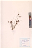 Cyperus radiatus Vahl
(VUHCYPE00021.1)