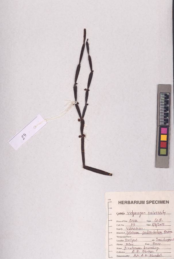 Viscum articulatum Burm. f. (VUHVISC00001.1)