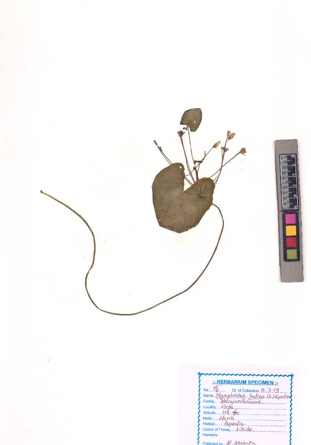 Nymphoides indica
(L.) Kuntze
(VUHMENY00001.1)